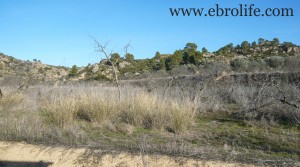 Finca de regadío y secano en oferta con agua por 96000NEGOCIABLES€