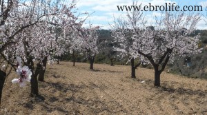 Finca de regadío en Maella en venta con regadío