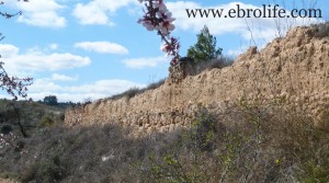 Se vende Finca de regadío en Maella con almendros