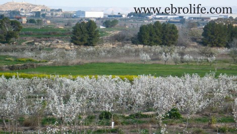 Finca de regadío en Caspe