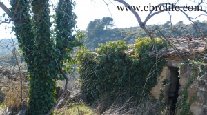 Huerto en Calaceite a buen precio con agua por 25.000€