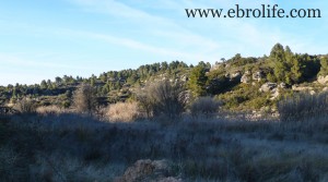 Detalle de Finca en Mazaleón con olivos