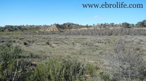 Foto de Finca en Caspe con otros frutales