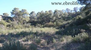 Foto de Finca en Caspe en venta con embalse