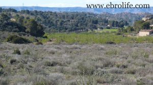 Se vende Finca en Caspe con agua