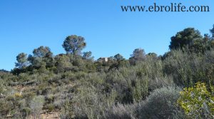 Detalle de Finca en Caspe con otros frutales