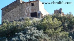 Detalle de Finca en Caspe con otros frutales