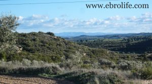 Foto de Finca en Caspe con masía