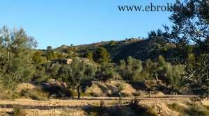 Finca de olivar centenario en Maella a buen precio con pinares