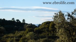 Foto de Finca de olivar centenario en Maella con pinares por 7.500€