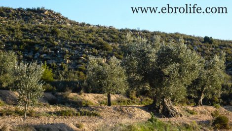 Finca de olivar centenario en Maella