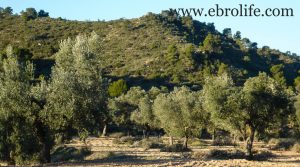 Finca de olivar centenario en Maella en oferta con pinares por 7.500€