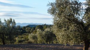 Foto de Finca de olivar centenario en Maella en venta con olivos por 7.500€