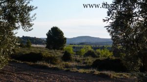 Detalle de Finca de olivar centenario en Maella con olivos