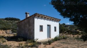 Detalle de Finca de olivos en Fabara con olivos por 17.000€