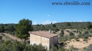 Foto de Finca de olivos en Fabara en venta con masía