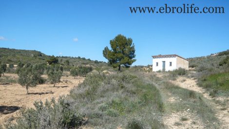 Finca de olivos en Fabara