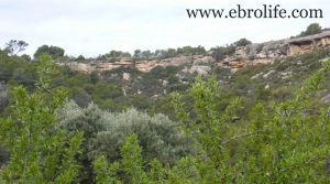 Se vende Finca de almendros en Maella con almendros por 65.500€