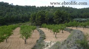 Finca de almendros en Maella a buen precio con almendros