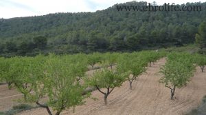 Foto de Finca de almendros en Maella con almendros