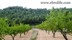 Finca de almendros en Maella en venta con almendros por 65.500€