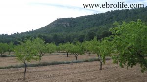 Se vende Finca de almendros en Maella con almendros