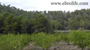 Se vende Finca de almendros en Maella con almendros