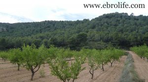 Detalle de Finca de almendros en Maella con masía