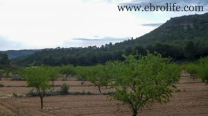 Finca de almendros en Maella en venta con almendros por 65.500€