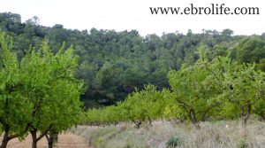 Detalle de Finca de almendros en Maella con olivos por 65.500€