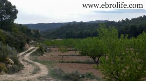 Finca de almendros en Maella a buen precio con olivos