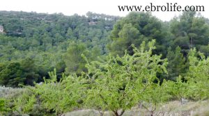 Finca de almendros en Maella para vender con masía por 65.500€