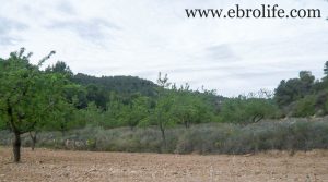 Vendemos Finca de almendros en Maella con olivos