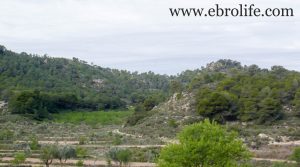 Finca de almendros en Maella para vender con masía