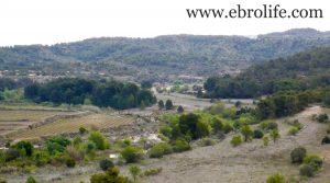 Se vende Finca de almendros en Maella con olivos por 65.500€