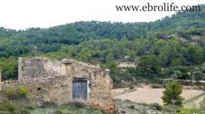 Detalle de Finca de almendros en Maella con olivos por 65.500€