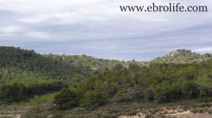 Finca de almendros en Maella para vender con almendros por 65.500€