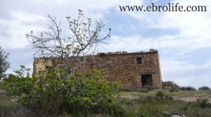 Detalle de Finca de almendros en Maella con almendros