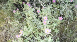 Foto de Finca de almendros en Maella con almendros