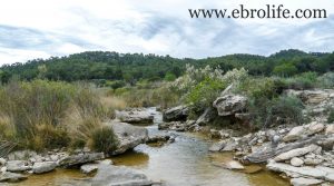 Finca de almendros en Maella a buen precio con masía