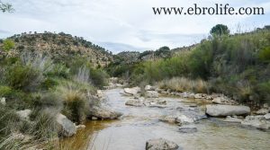 Finca de almendros en Maella a buen precio con olivos por 65.500€