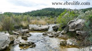 Foto de Finca de almendros en Maella en venta con almendros