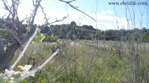 Se vende Finca en Caseres con río