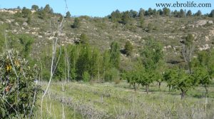 Vendemos Finca en Caseres con agua