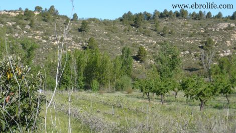 Finca en Caseres