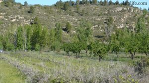 Finca en Caseres para vender con agua por 3.500€