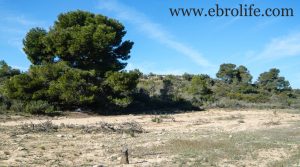 Foto de Finca de secano en Fabara en venta con secano por 24.000€