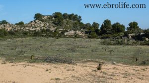 Vendemos Finca de secano en Fabara con monte bajo