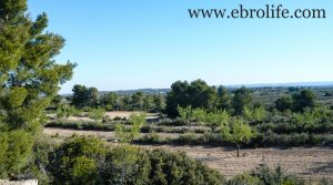 Finca de secano en Fabara en oferta con pinares por 24.000€