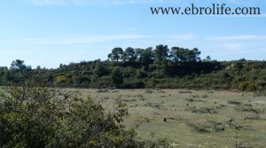 Finca de secano en Fabara a buen precio con monte bajo por 24.000€